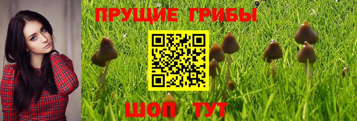 Псков  Галлюциногенные грибы MAGIC MUSHROOMS  Вход с VPN  Псилоцибиновые грибы Magic Shrooms 